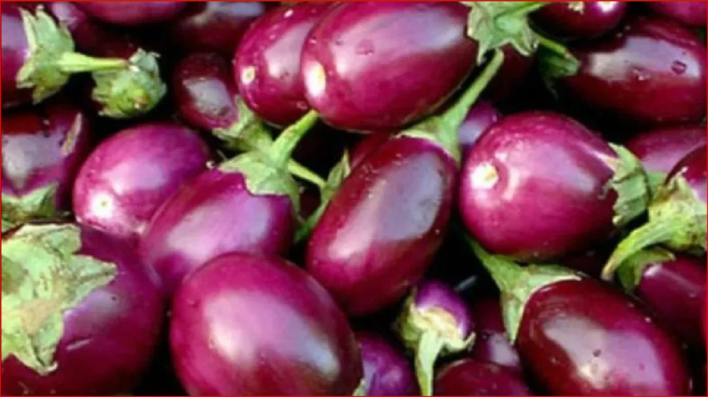 brinjal