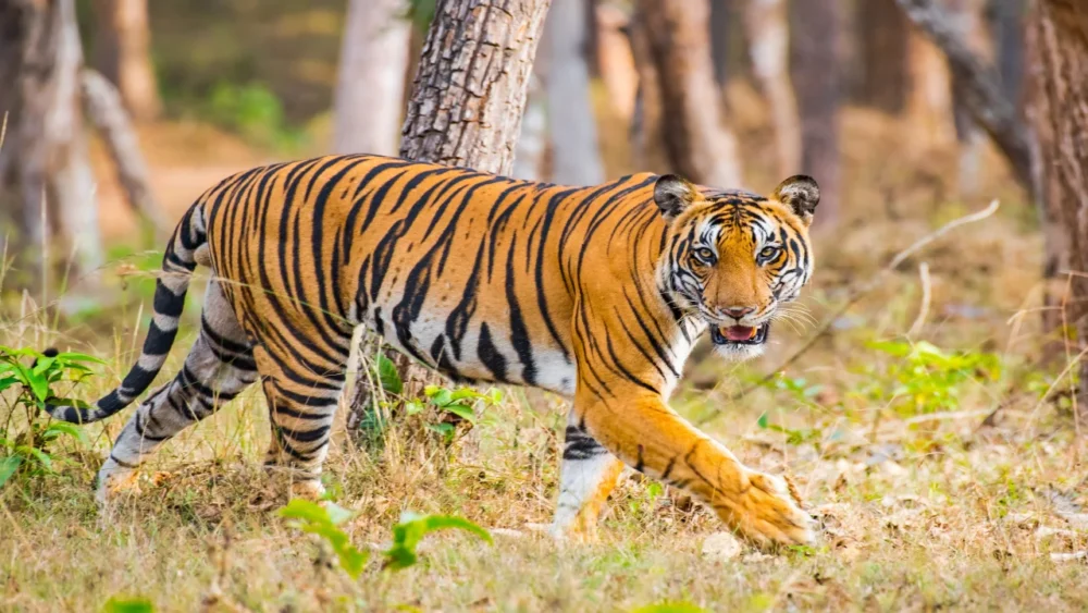 Tiger Urine
