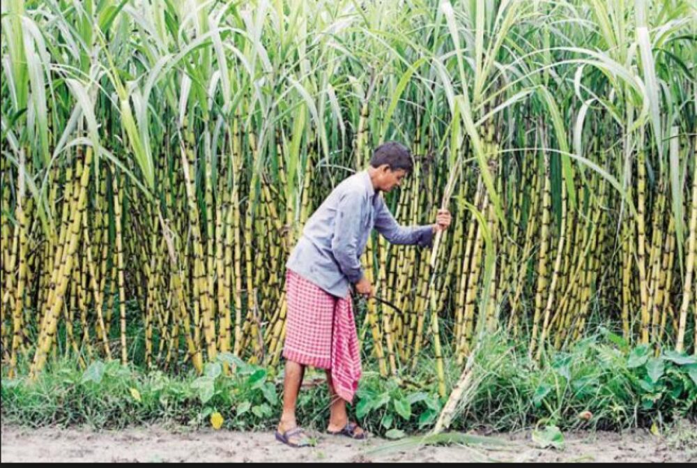 UP Sugarcane Price Hike