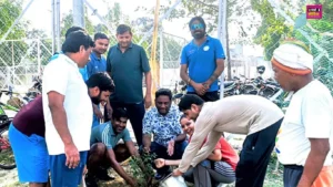 Tree Plantation