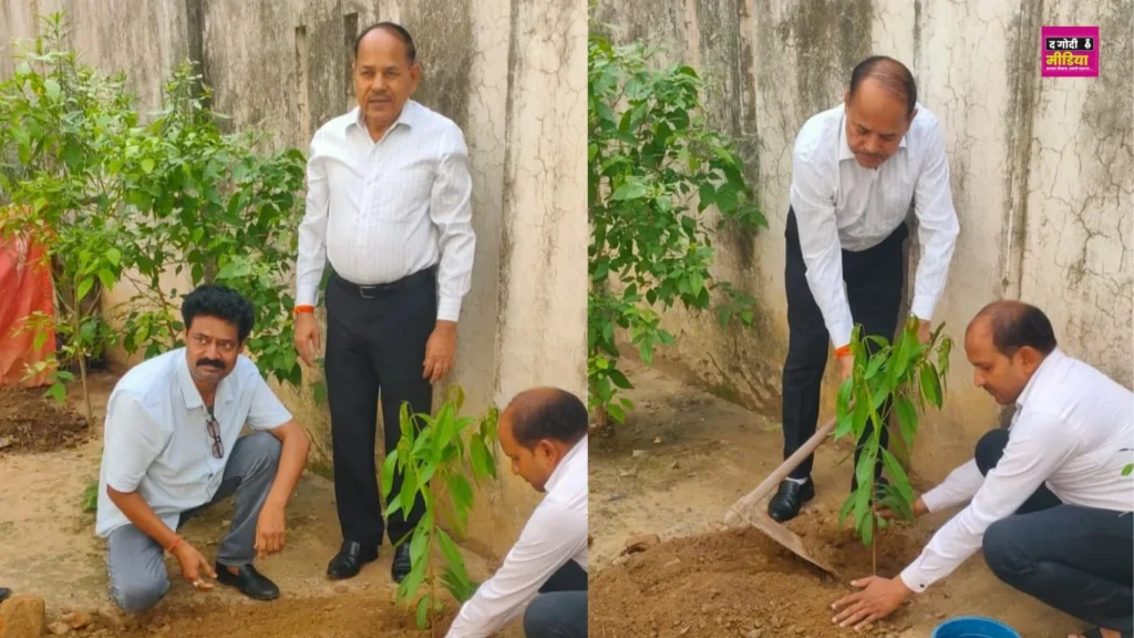 Tree plantation
